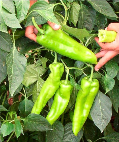 Sweet long Type pepper 730-028 p4